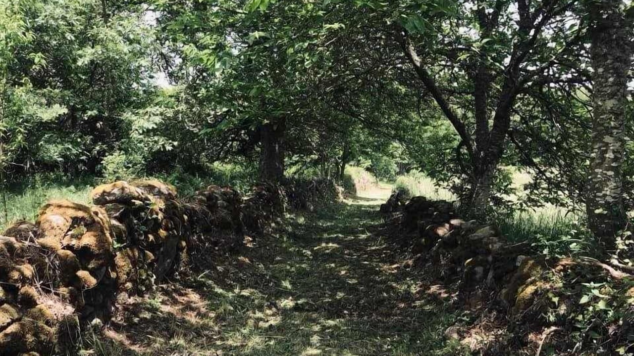 Photo of Outdoor in Xunqueira de Ambia