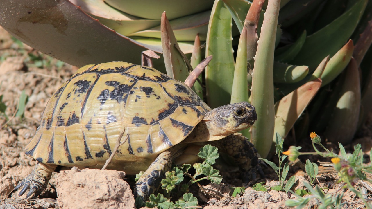 Photo of Outdoor in Los Geraeos
