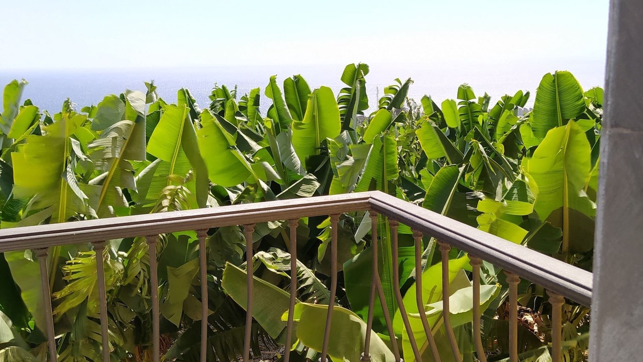 Photo of Outdoor in Tazacorte