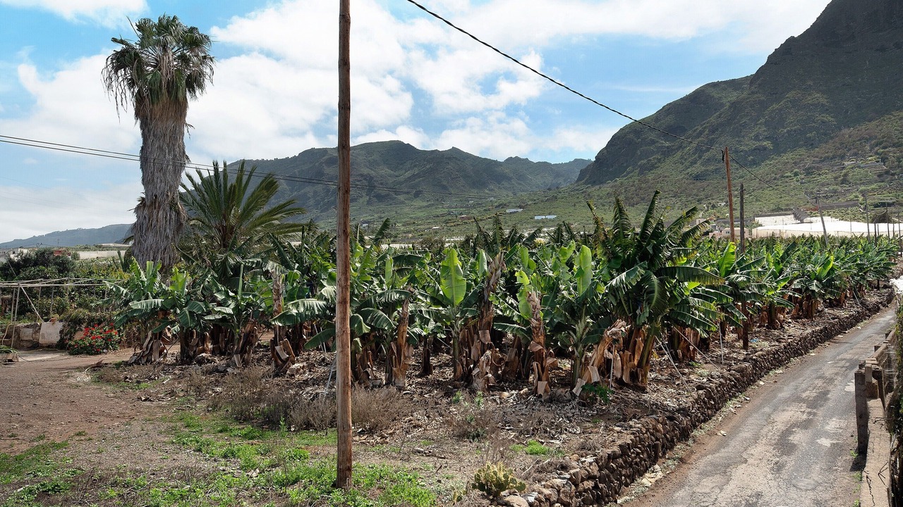 Photo of Others in Buenavista del Norte