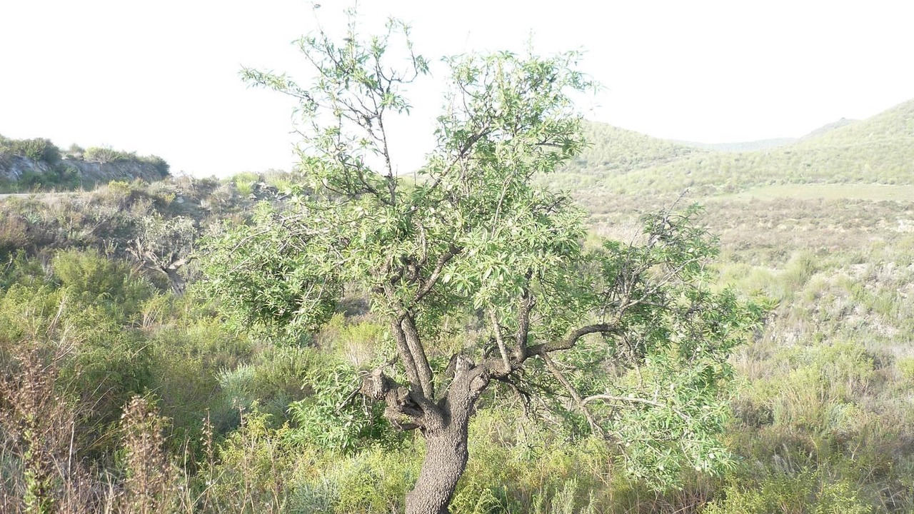 Photo of Others in Mazarron