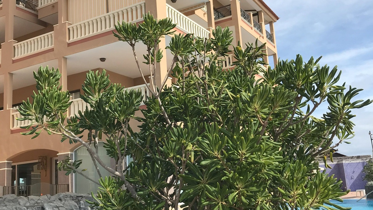 Photo of Outdoor in San Miguel de Abona