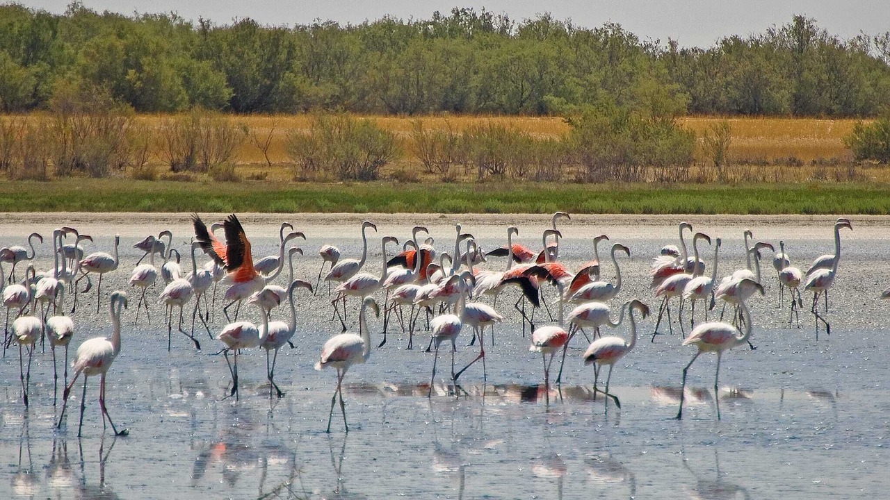 Photo of Others in Villacanas