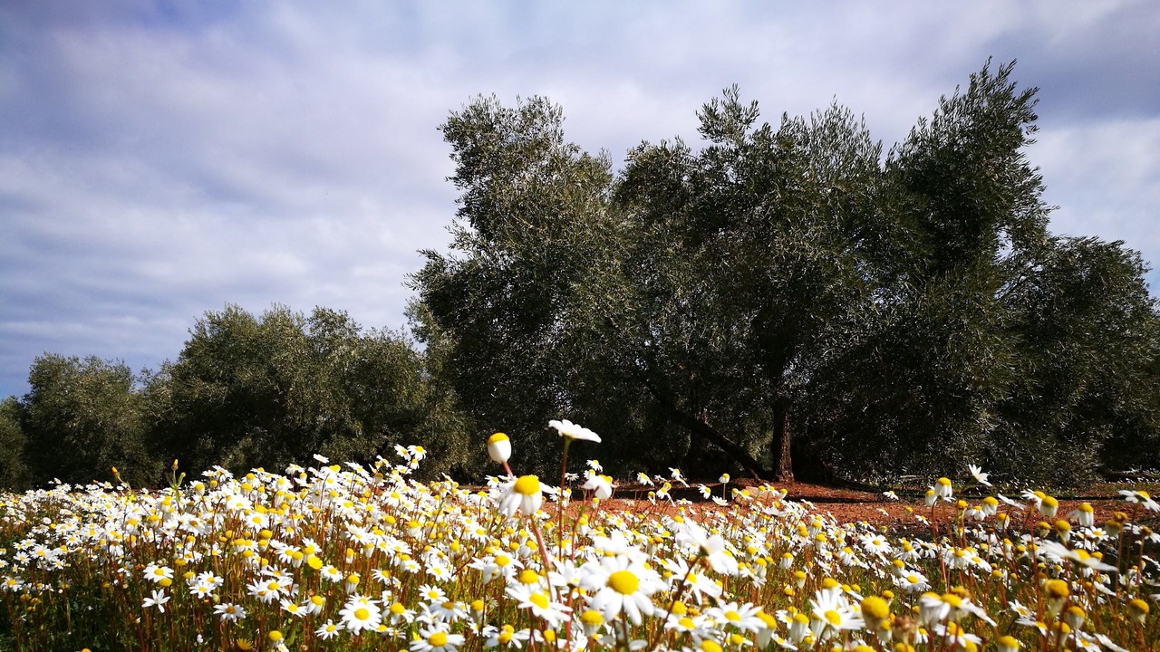 Photo of Outdoor in Vilches