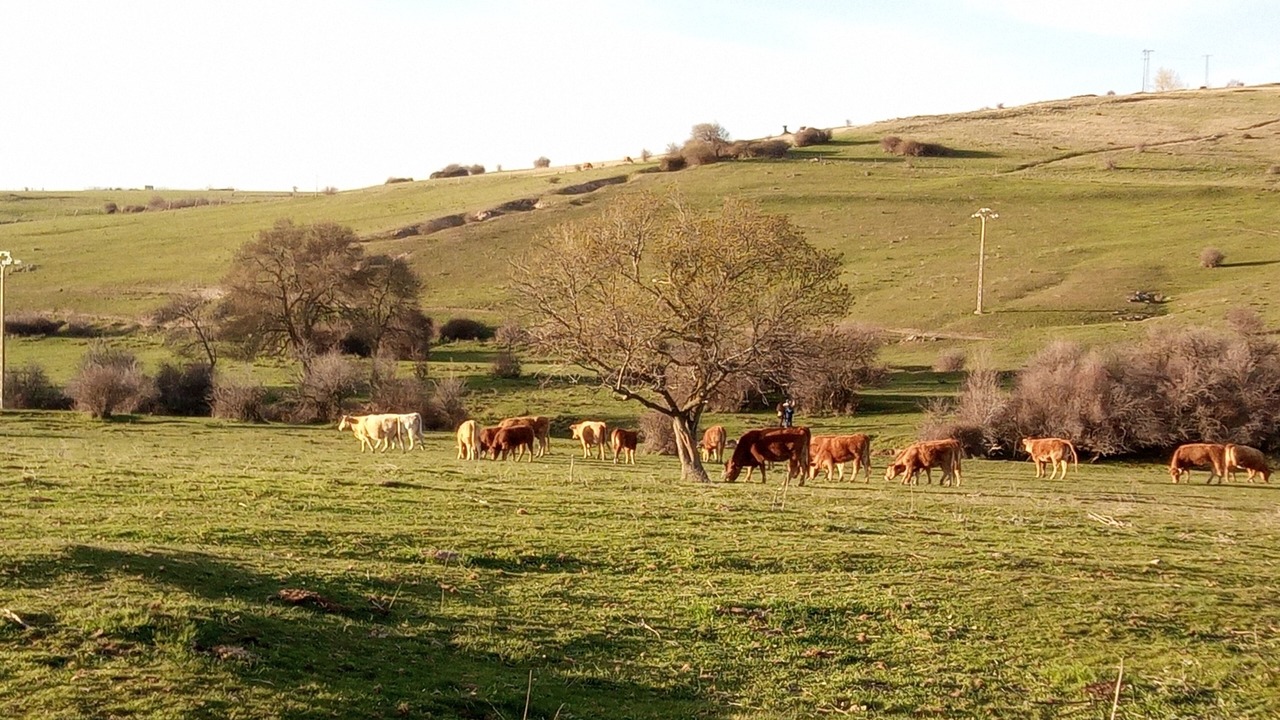Photo of Outdoor in Torrecaballeros