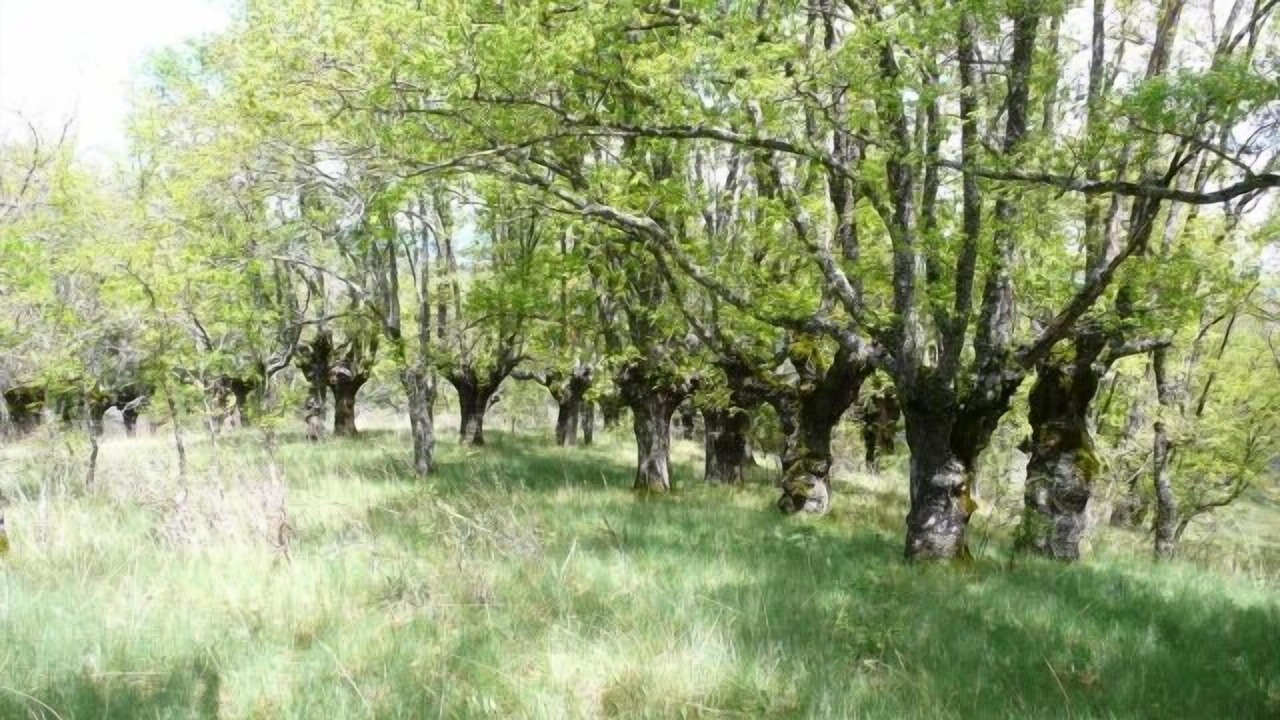 Photo of Outdoor in Ocenilla