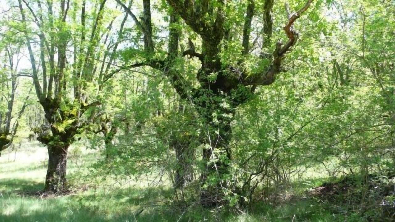 Photo of Outdoor in Ocenilla