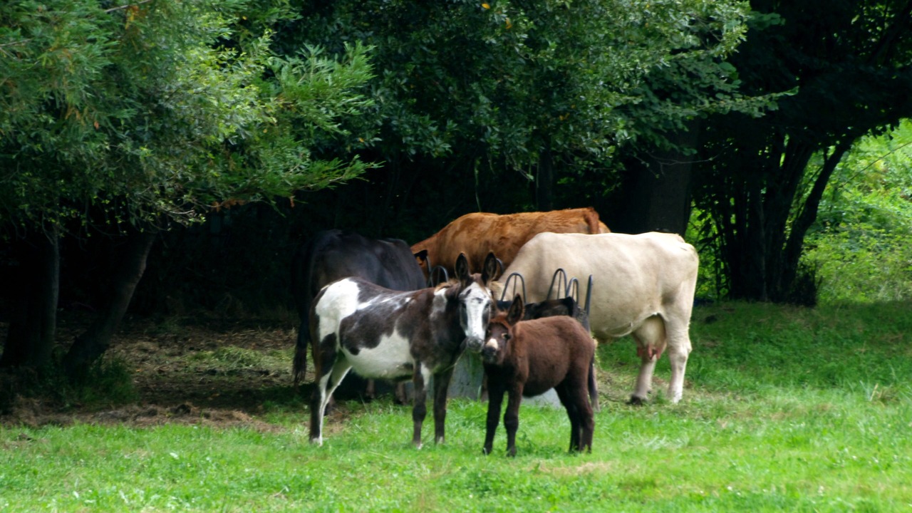 Photo of Outdoor in Viernoles