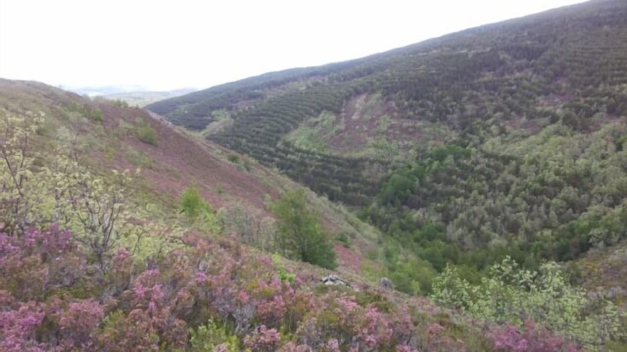 Photo of Others in Pineda de la Sierra