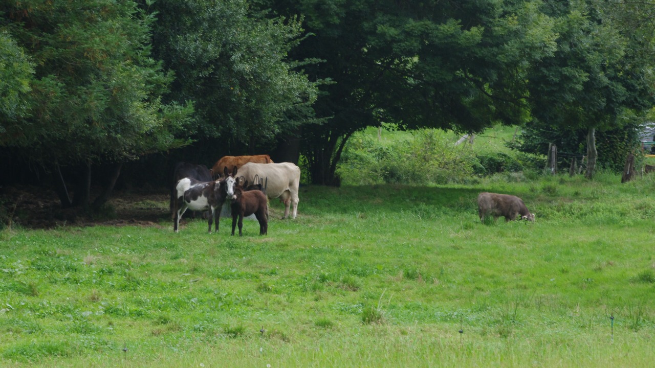 Photo of Outdoor in Viernoles
