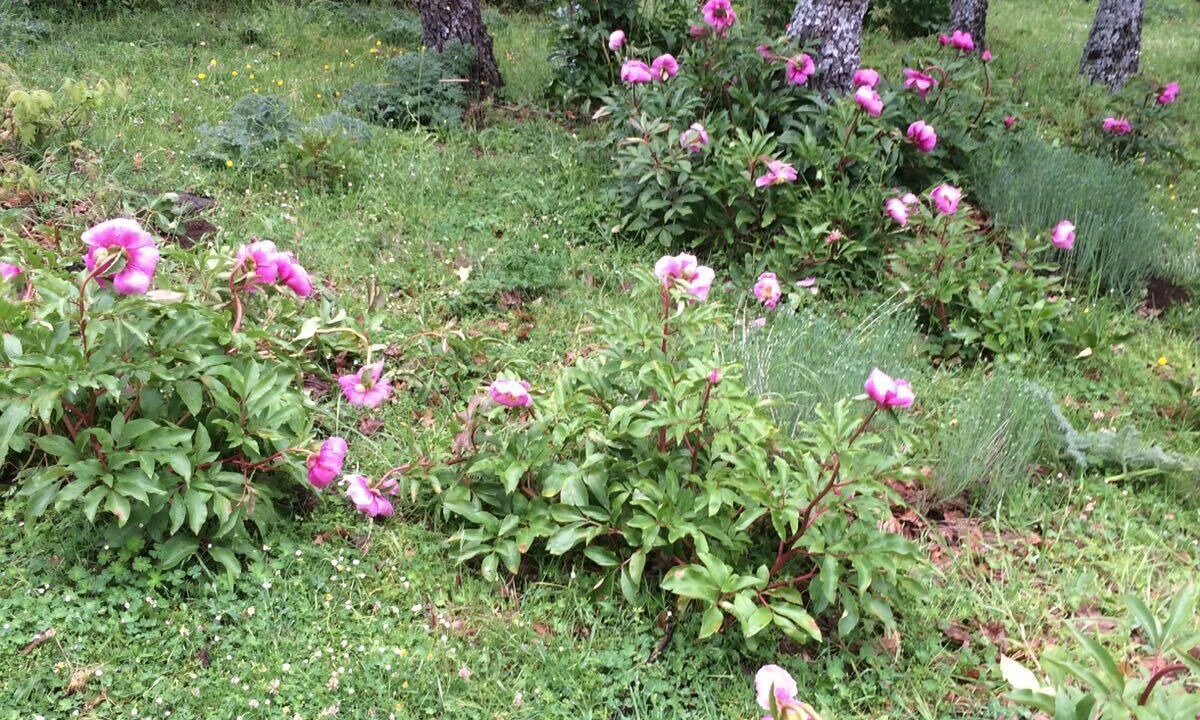 Photo of Outdoor in Valsain