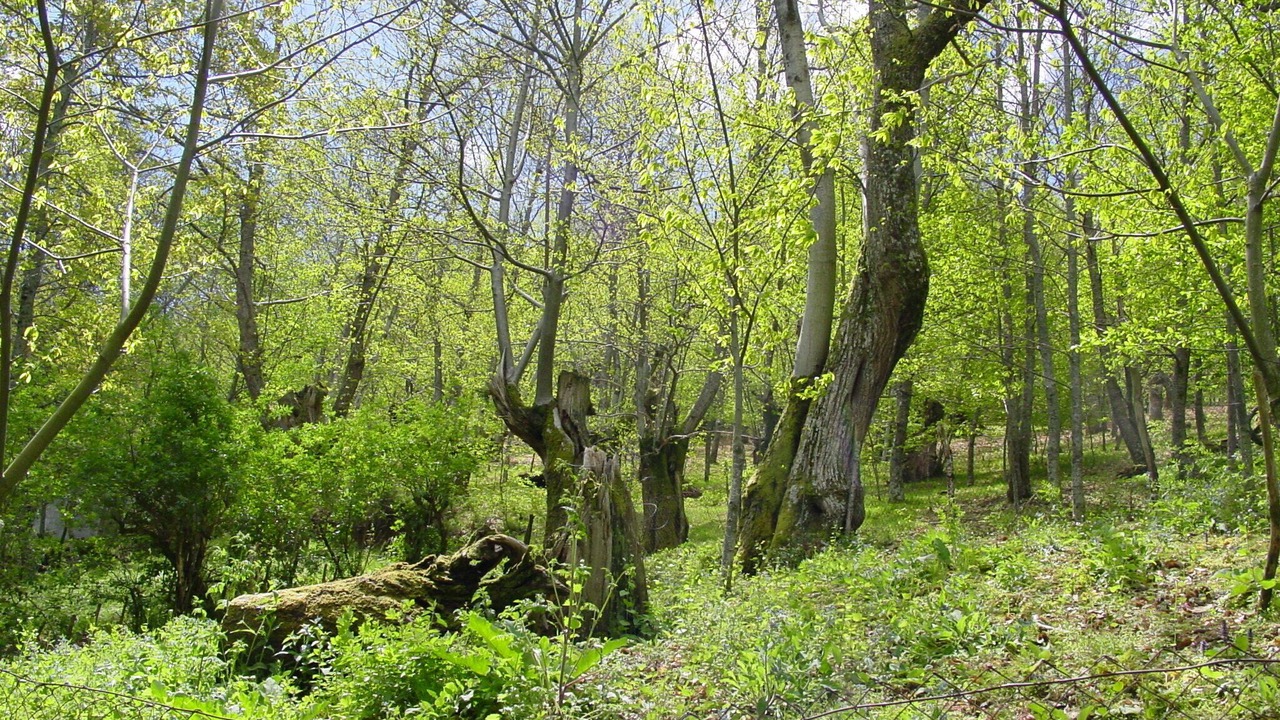 Photo of Outdoor in Barjas
