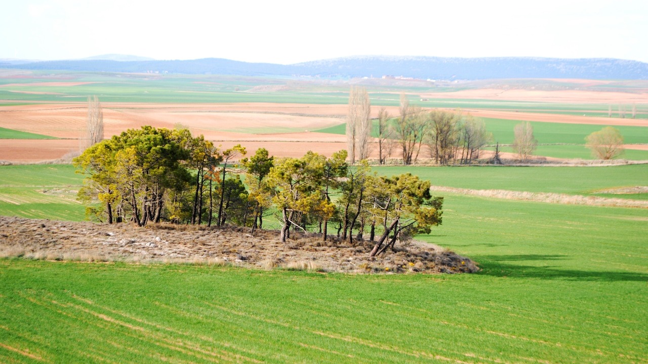 Photo of Others in Almenar de Soria