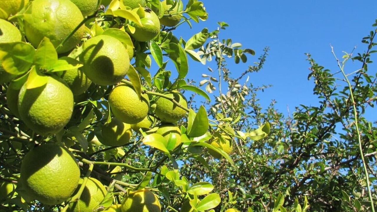 Photo of Outdoor in Basieda