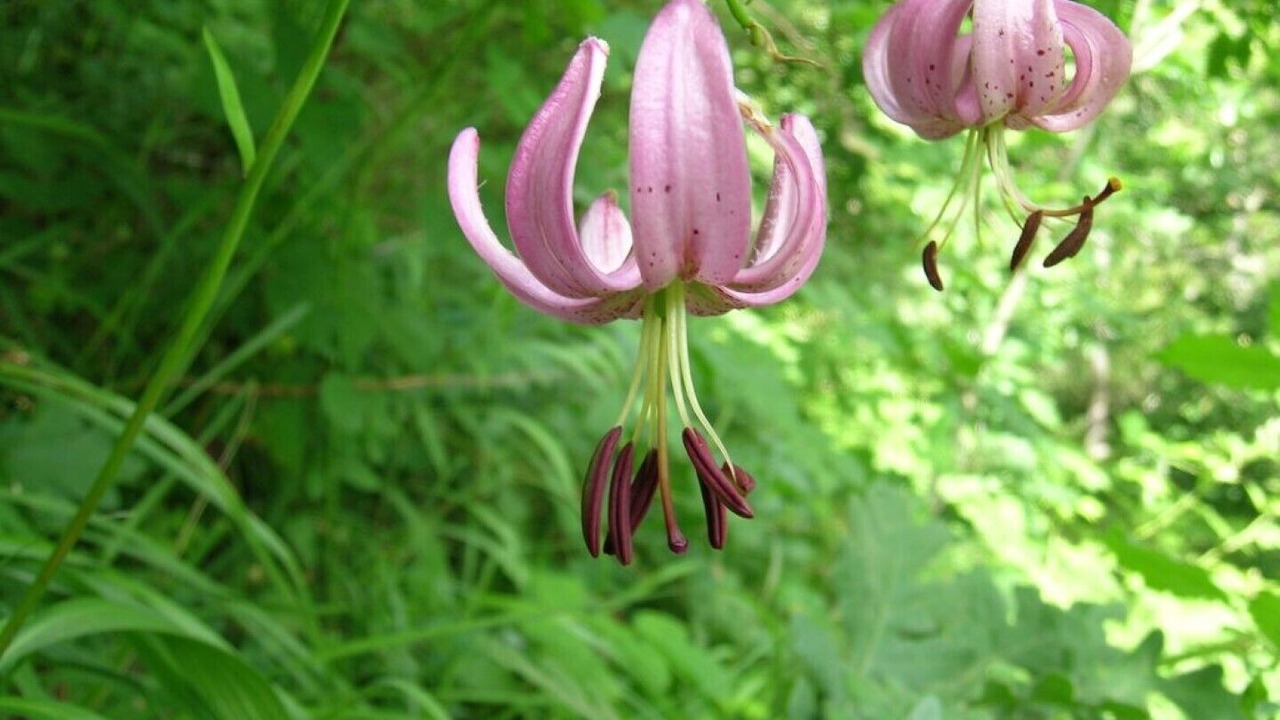 Photo of Outdoor in Basieda