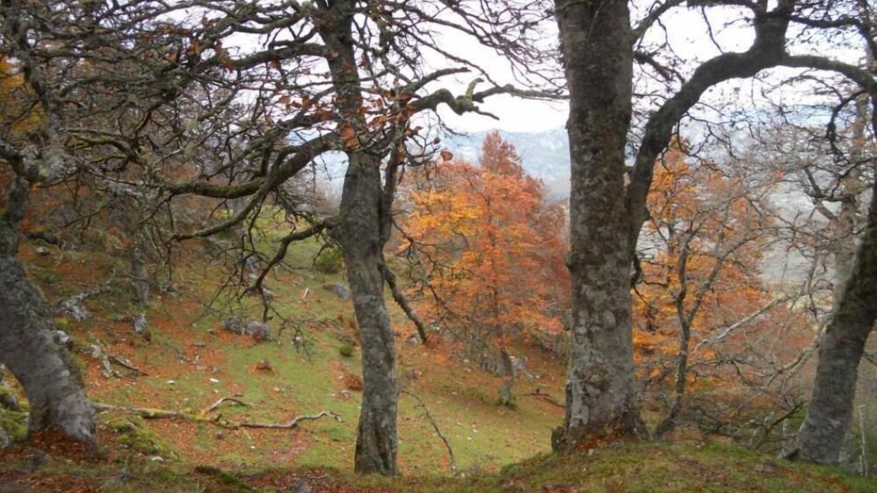 Photo of Others in Buelles