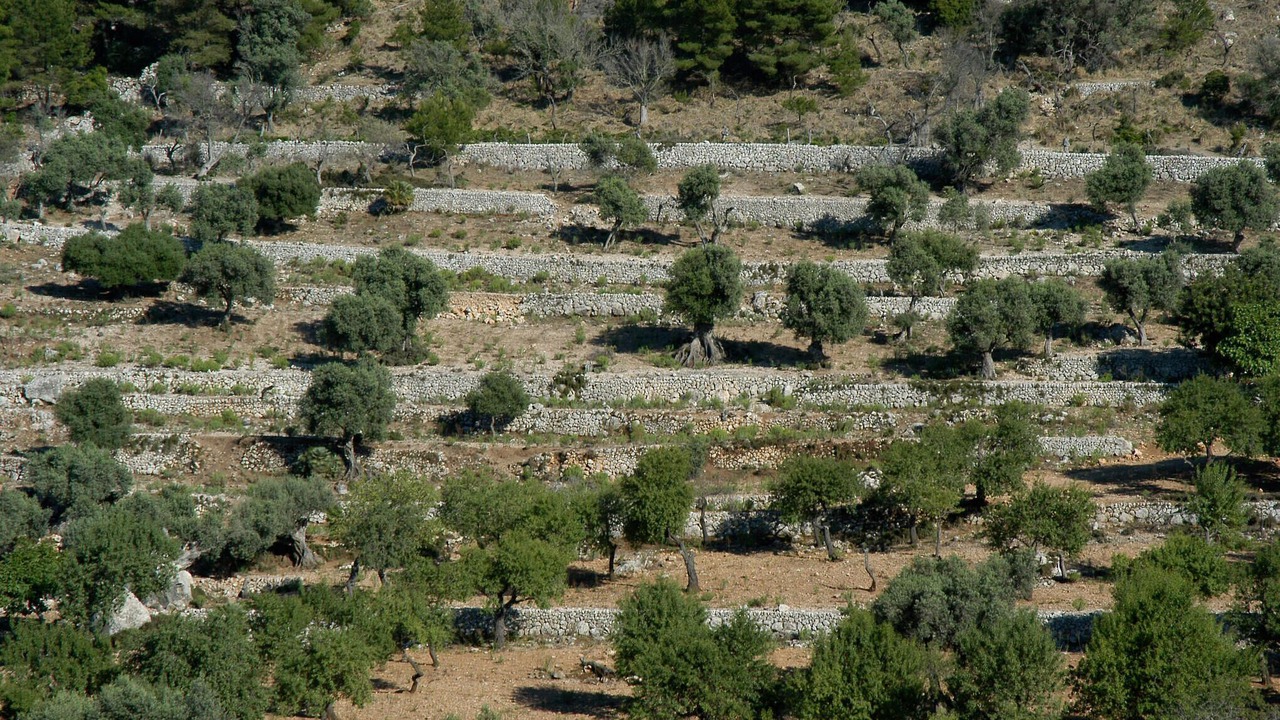 Photo of Others in Estellencs