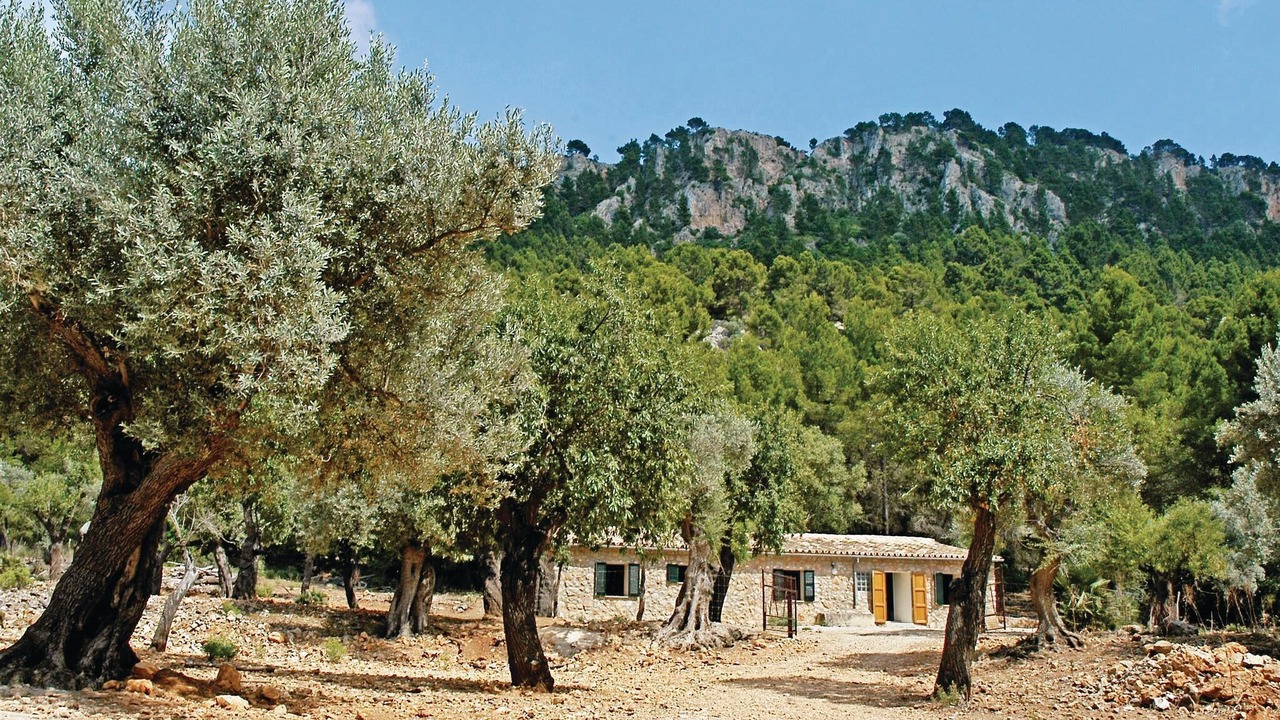 Photo of Others in Estellencs