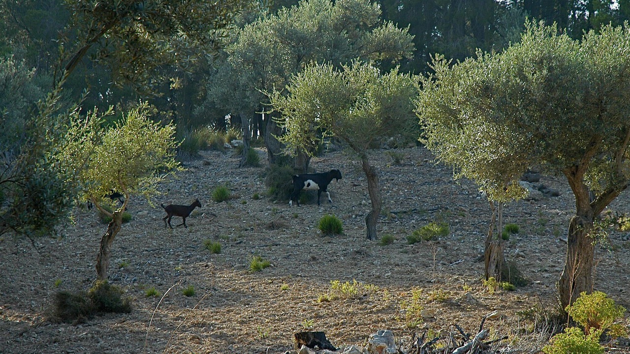 Photo of Others in Estellencs