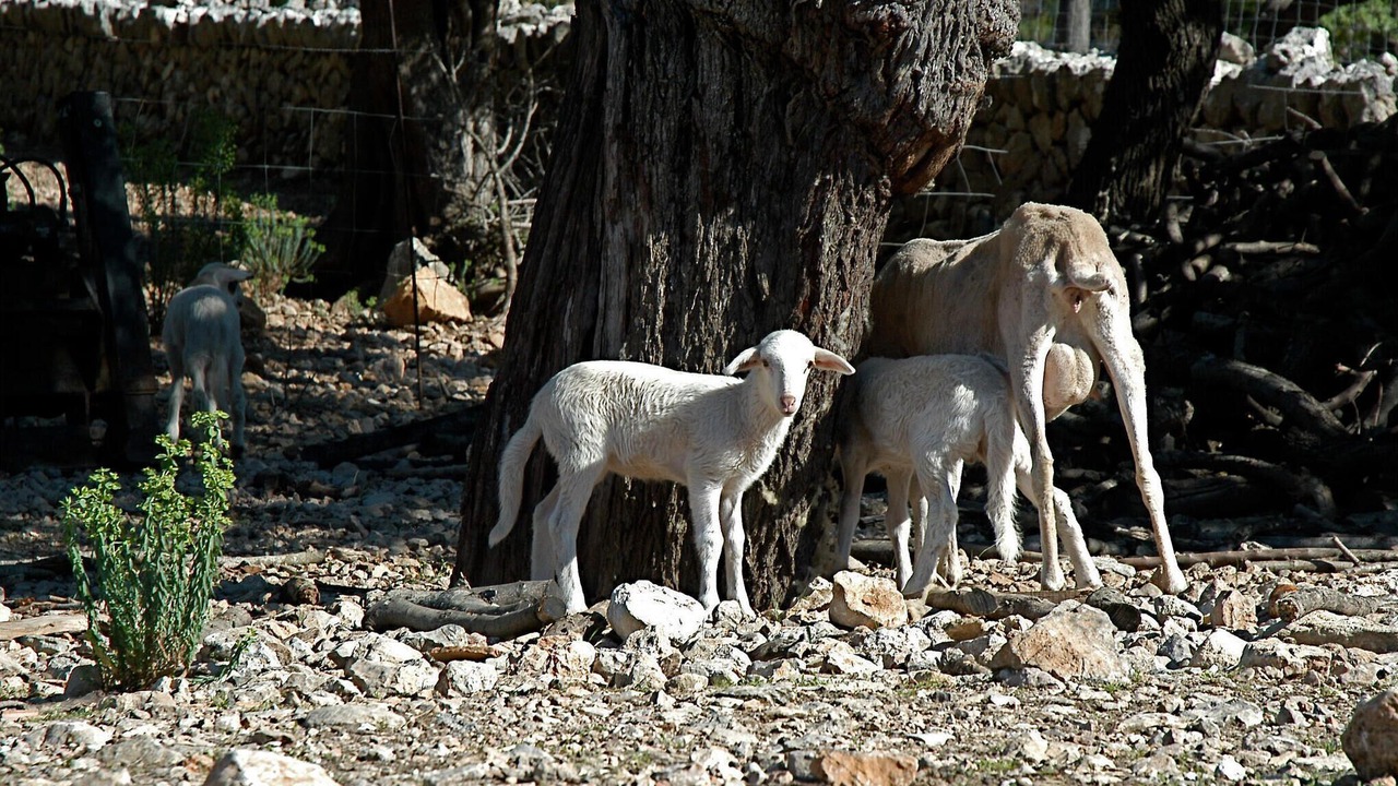 Photo of Others in Estellencs