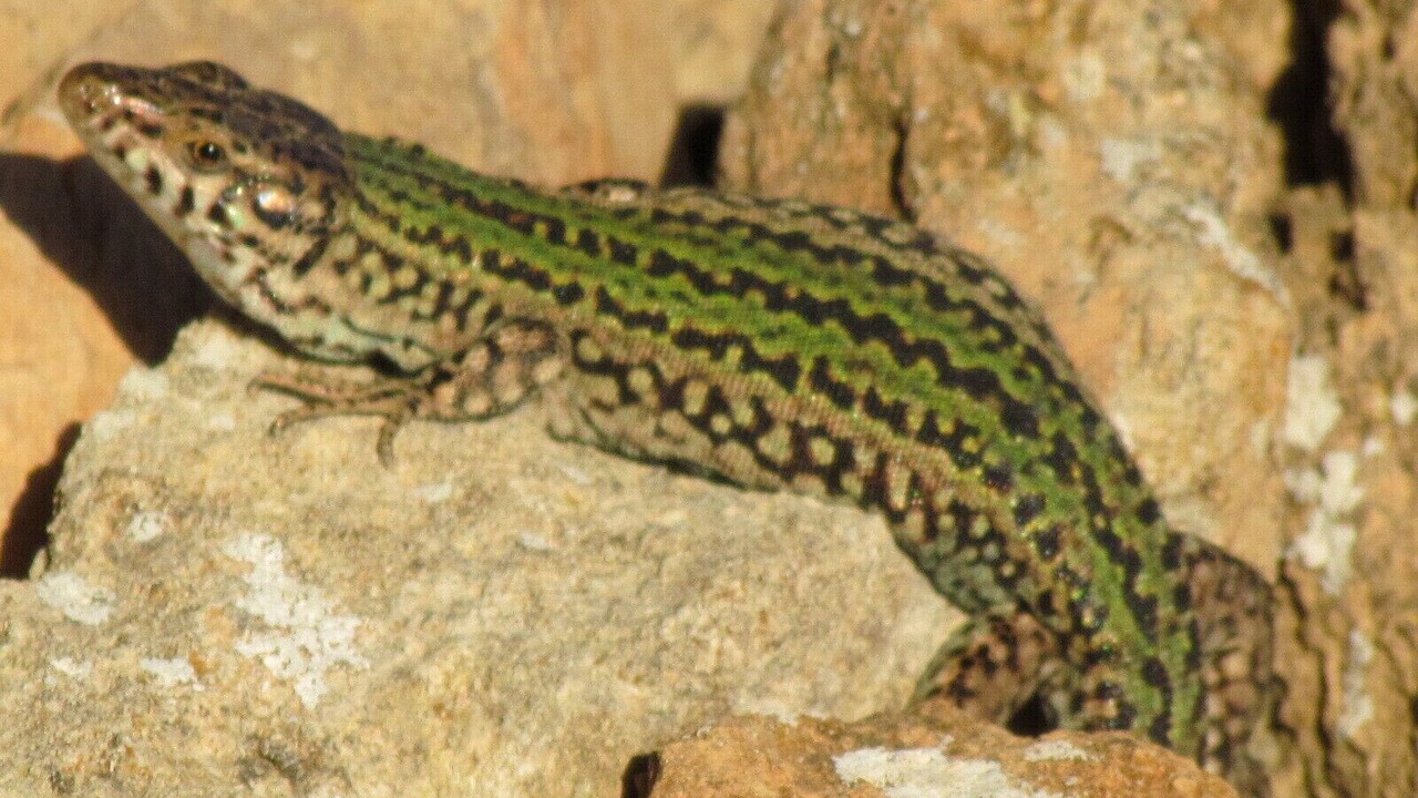 Photo of Others in Formentera