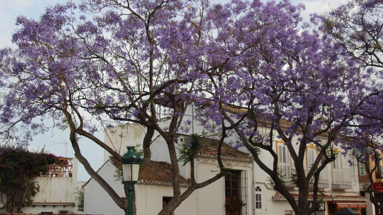 Photo of Outdoor in Churriana