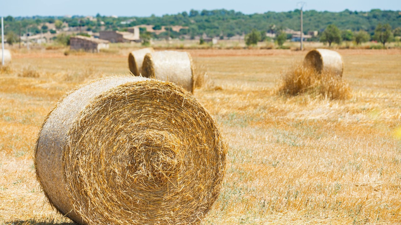 Photo of Others in Santa Margalida