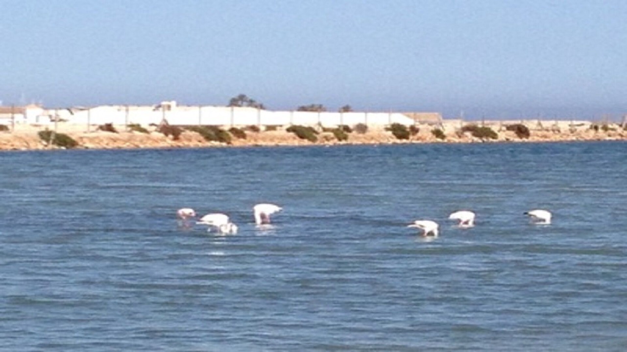 Photo of Others in San Javier
