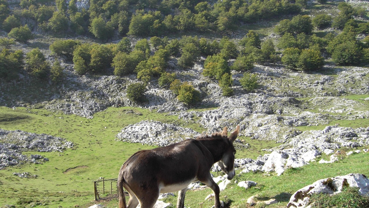 Photo of Outdoor in Ribadedeva