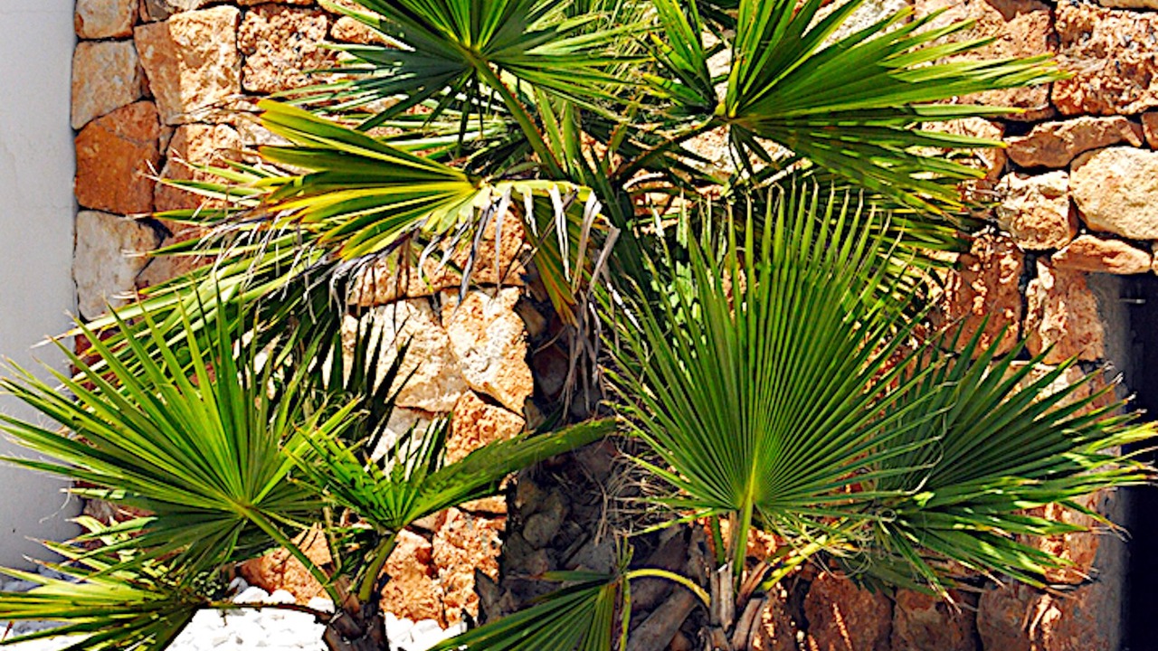 Photo of Outdoor in Sant Josep de sa Talaia