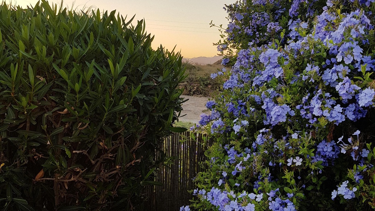 Photo of Outdoor in Villaricos