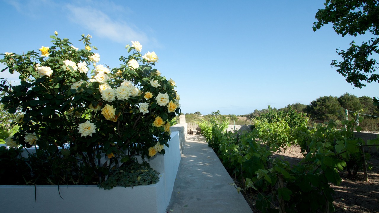 Photo of Outdoor in Formentera