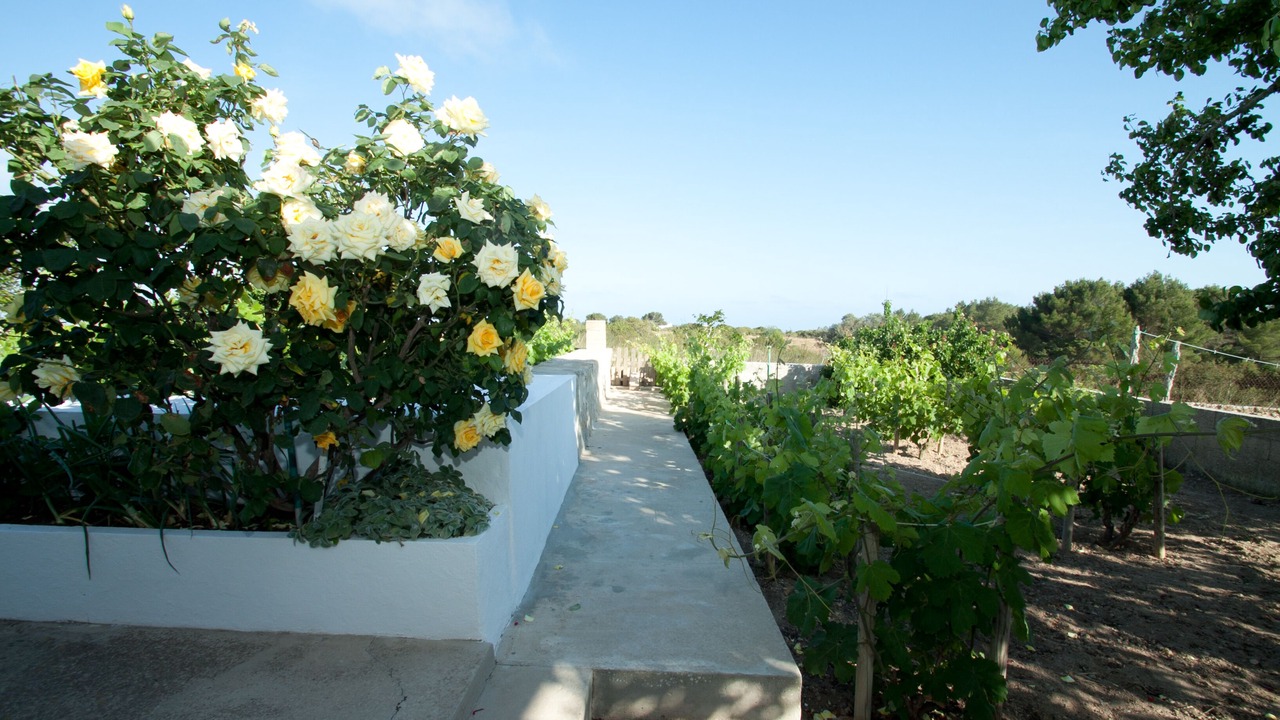 Photo of Outdoor in Formentera