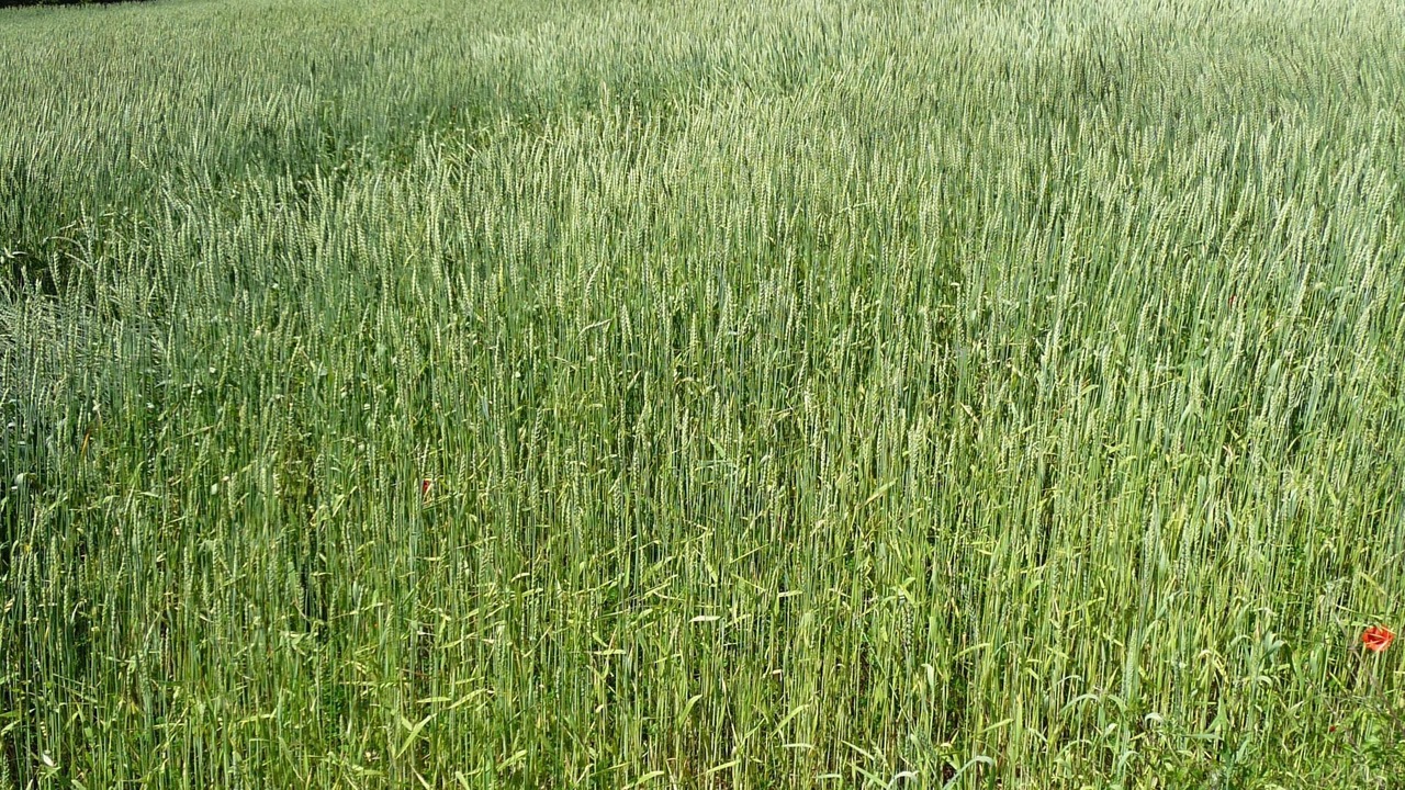 Photo of Outdoor in Vilademuls