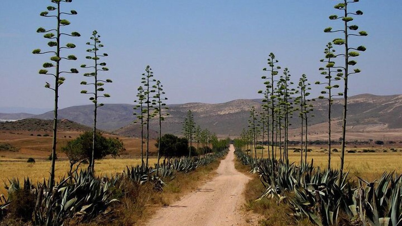 Photo of Others in Las Negras