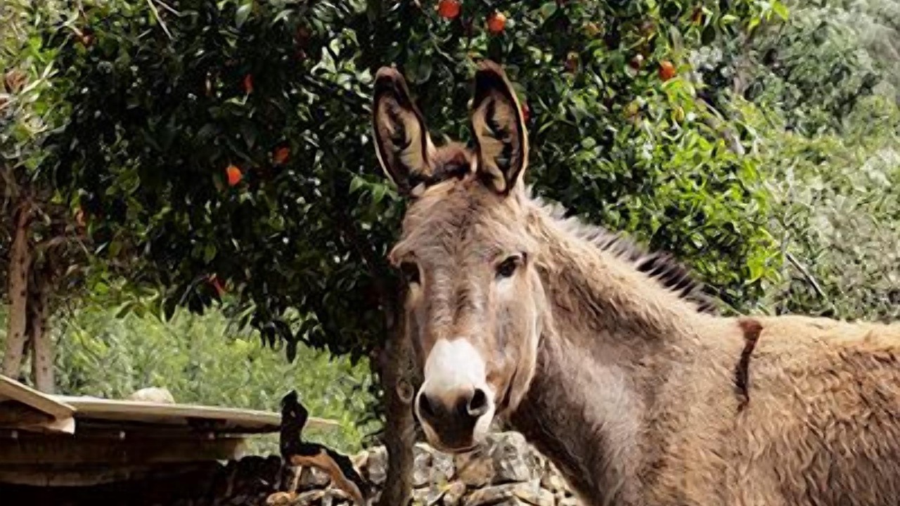 Photo of Outdoor in Soller