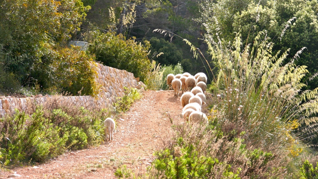 Photo of Outdoor in Andraitx