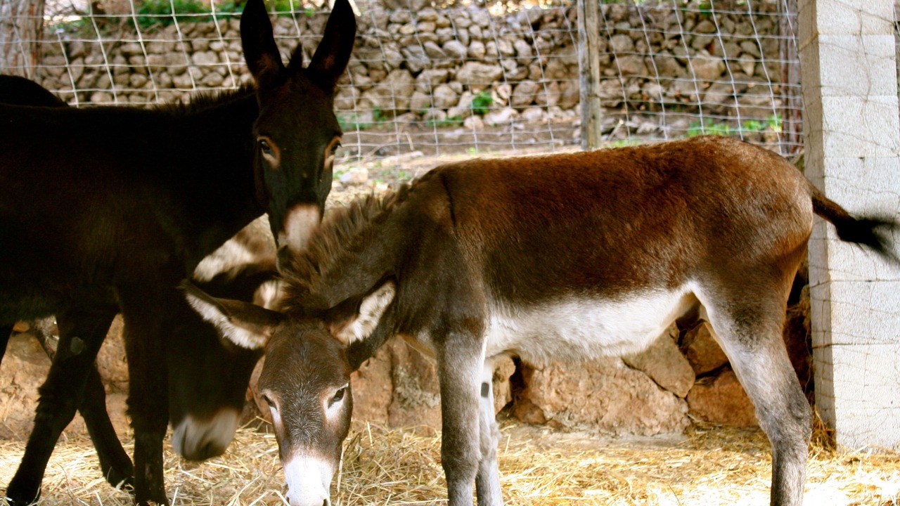 Photo of Outdoor in Andraitx