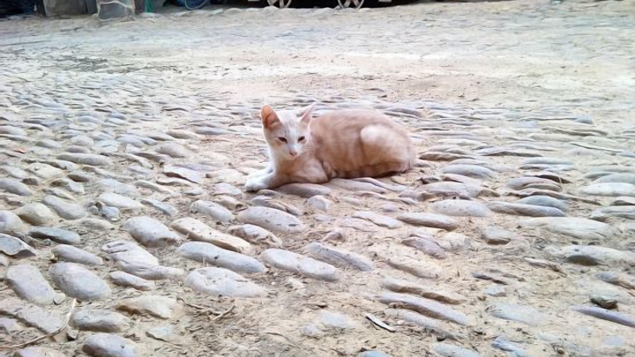 Photo of Others in Antonan del Valle