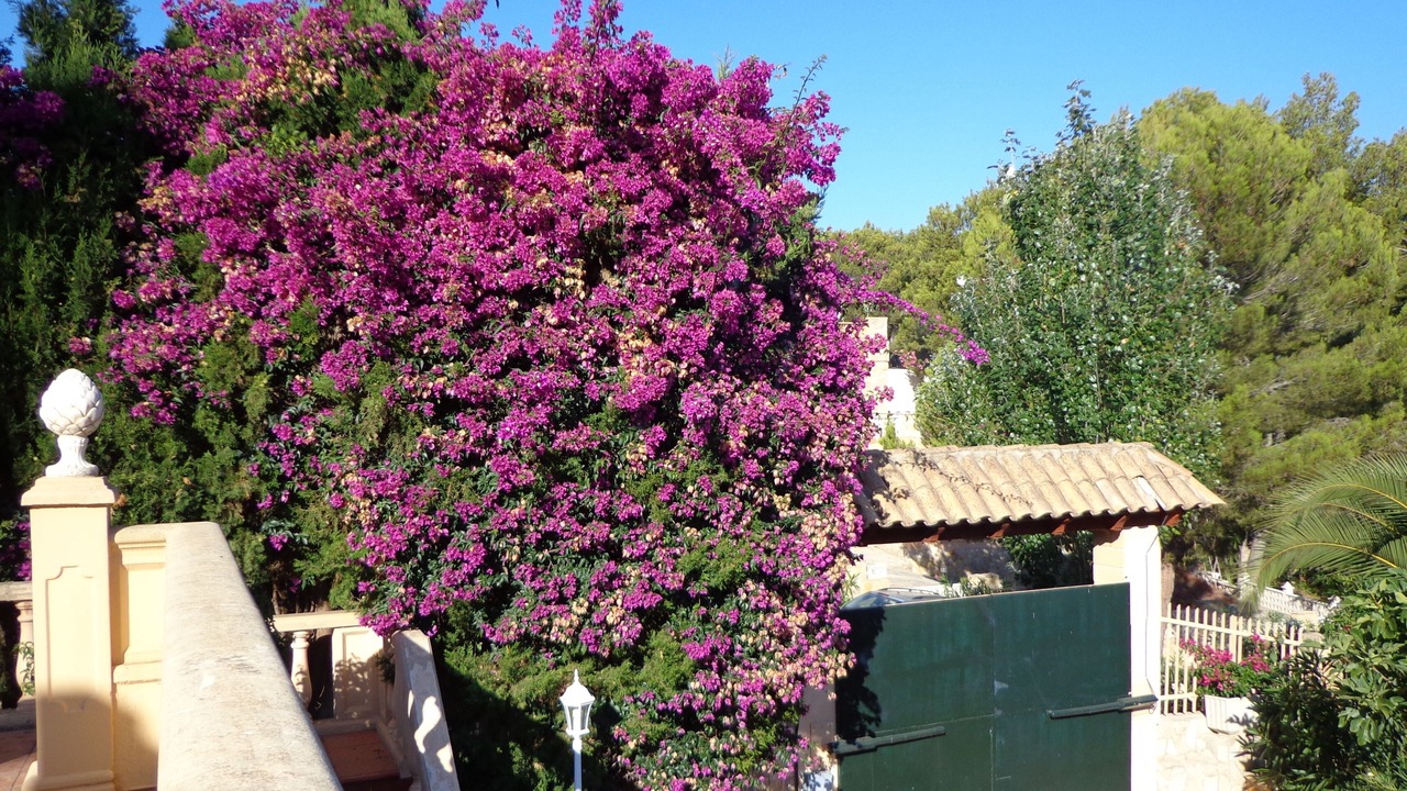 Photo of Outdoor in Santa Ponsa