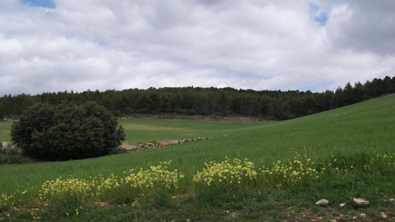 Photo of Others in Alcadozo