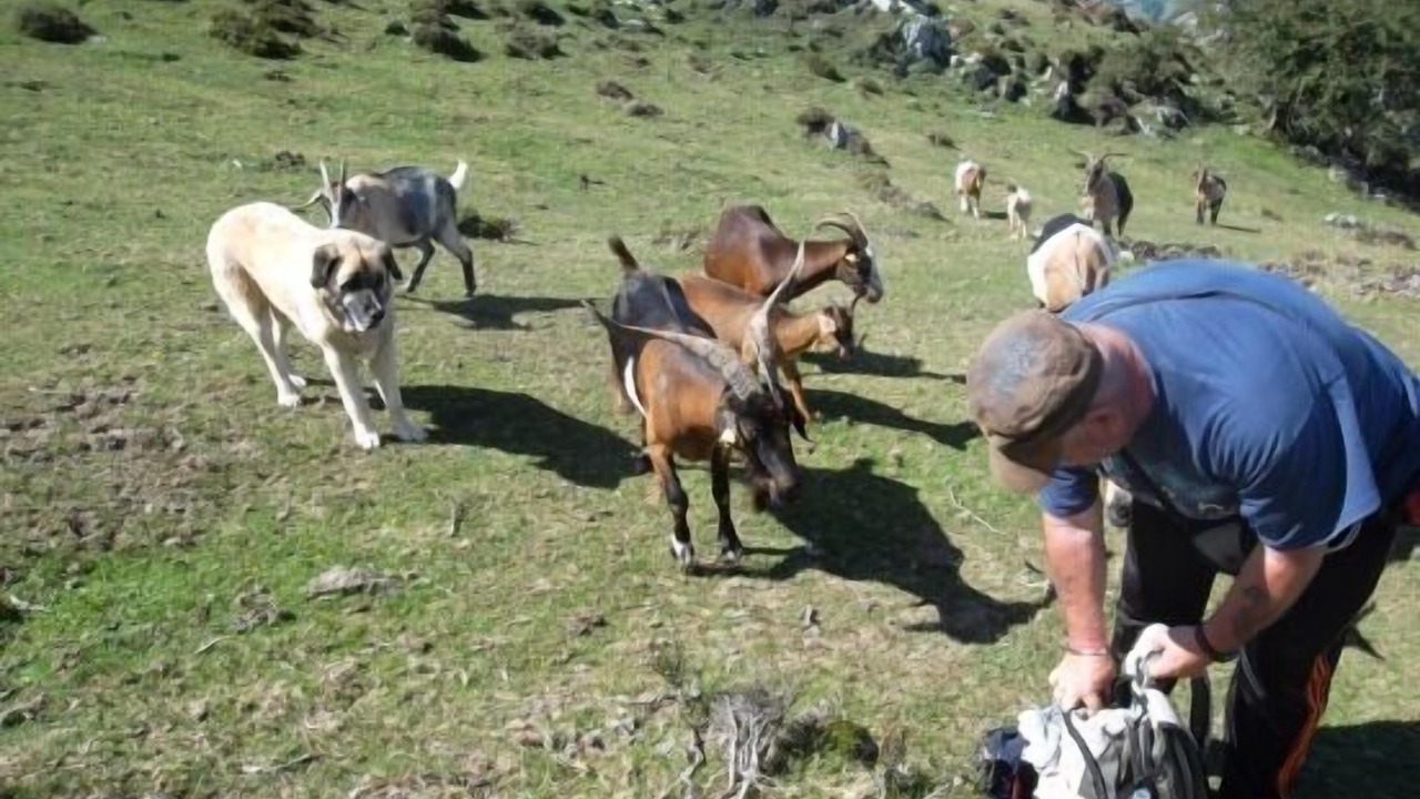 Photo of Others in Laviana