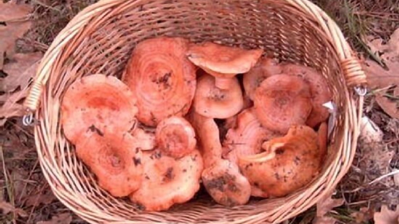 Photo of Others in Turrubuelo
