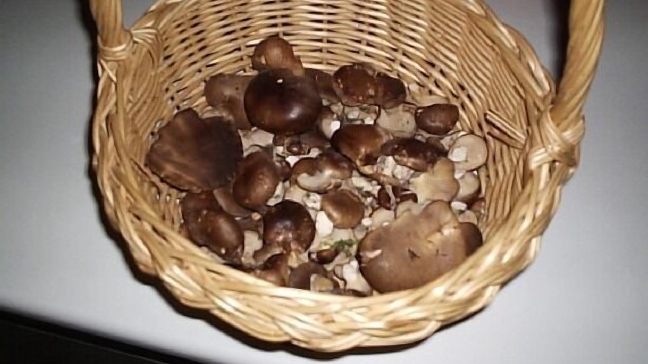 Photo of Others in Turrubuelo