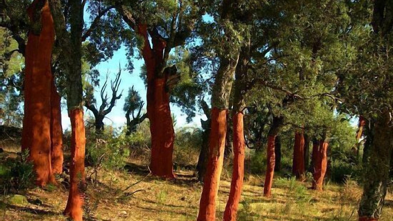 Photo of Outdoor in Piedralaves