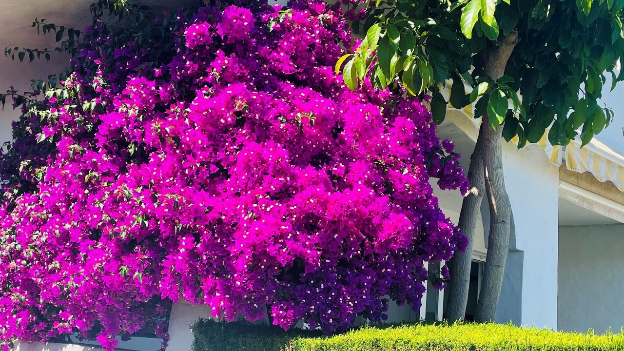 Photo of Outdoor in Mijas