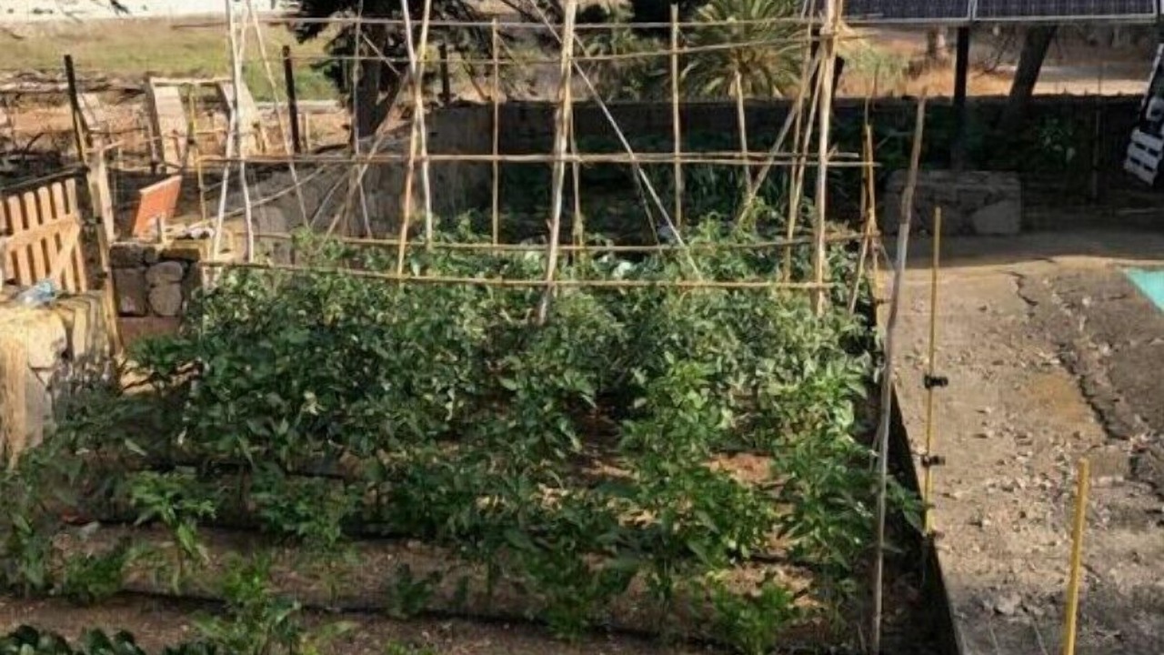 Photo of Outdoor in Arucas