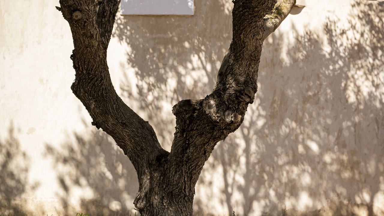 Photo of Outdoor in Sant Francesc Xavier