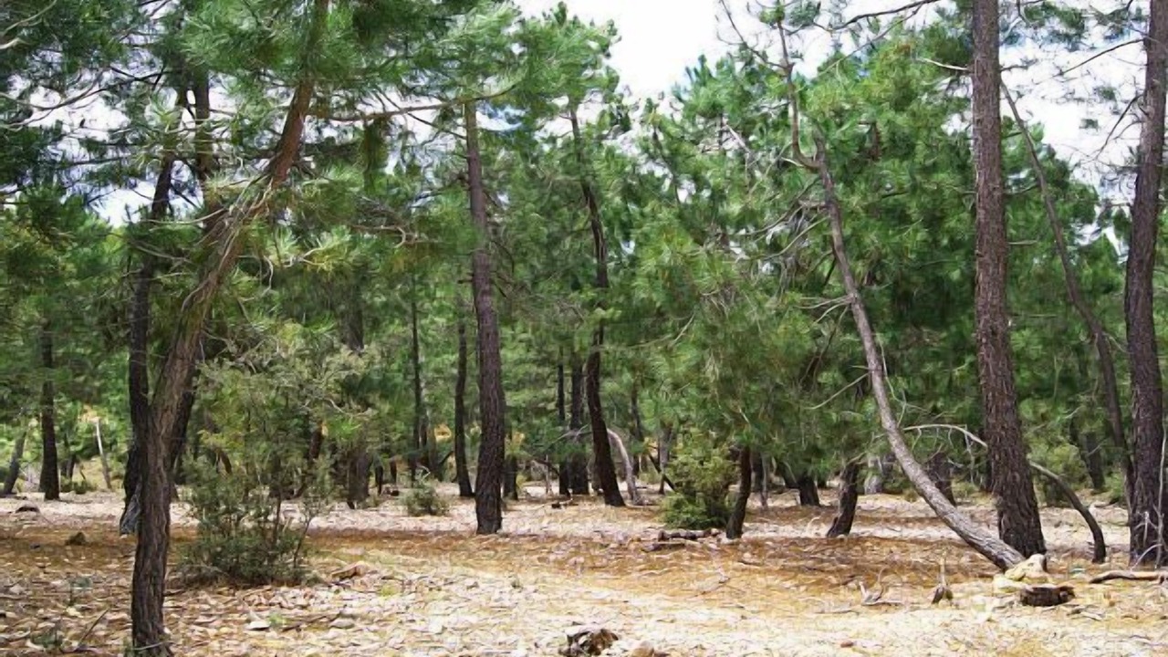 Photo of Outdoor in Alcadozo