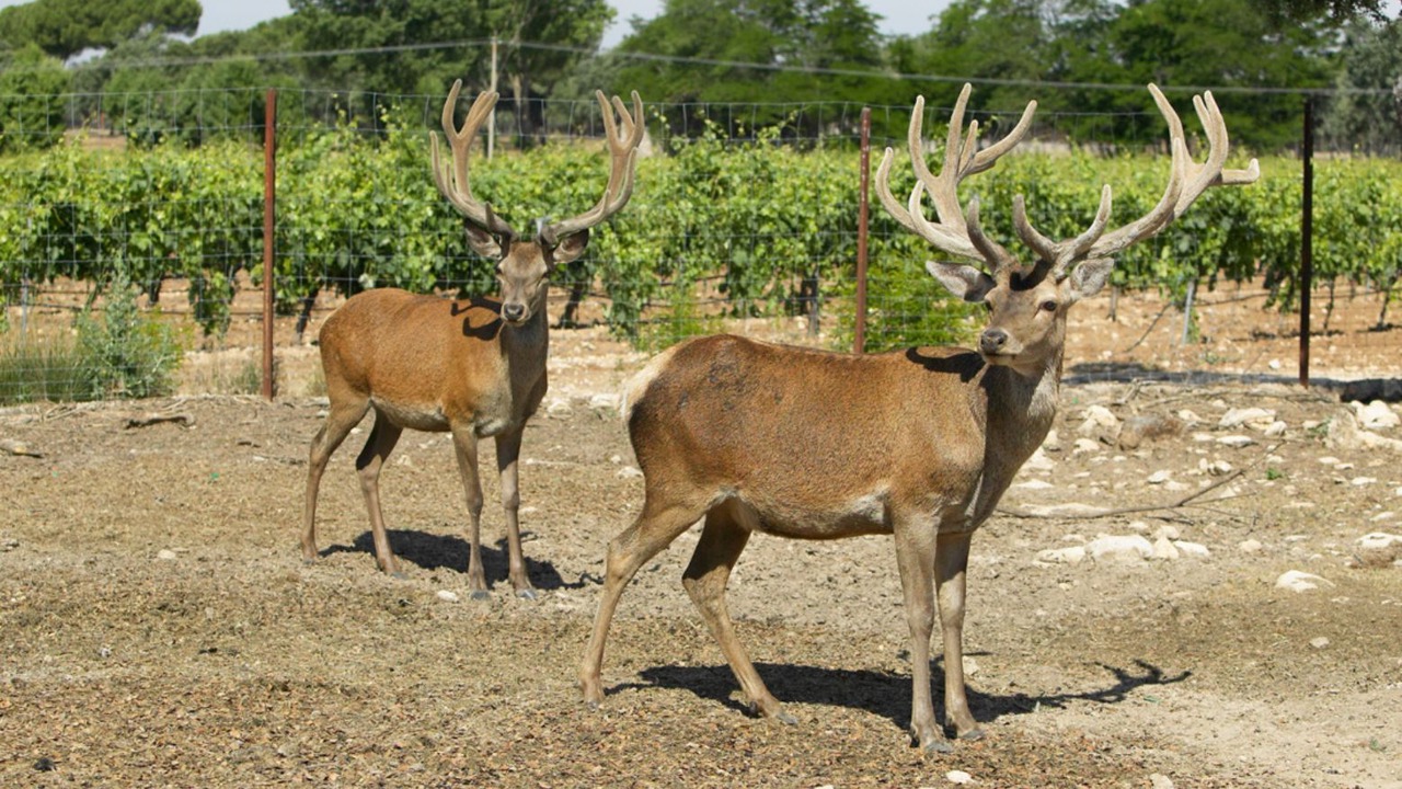 Photo of Outdoor in Quintanilla de Onesimo